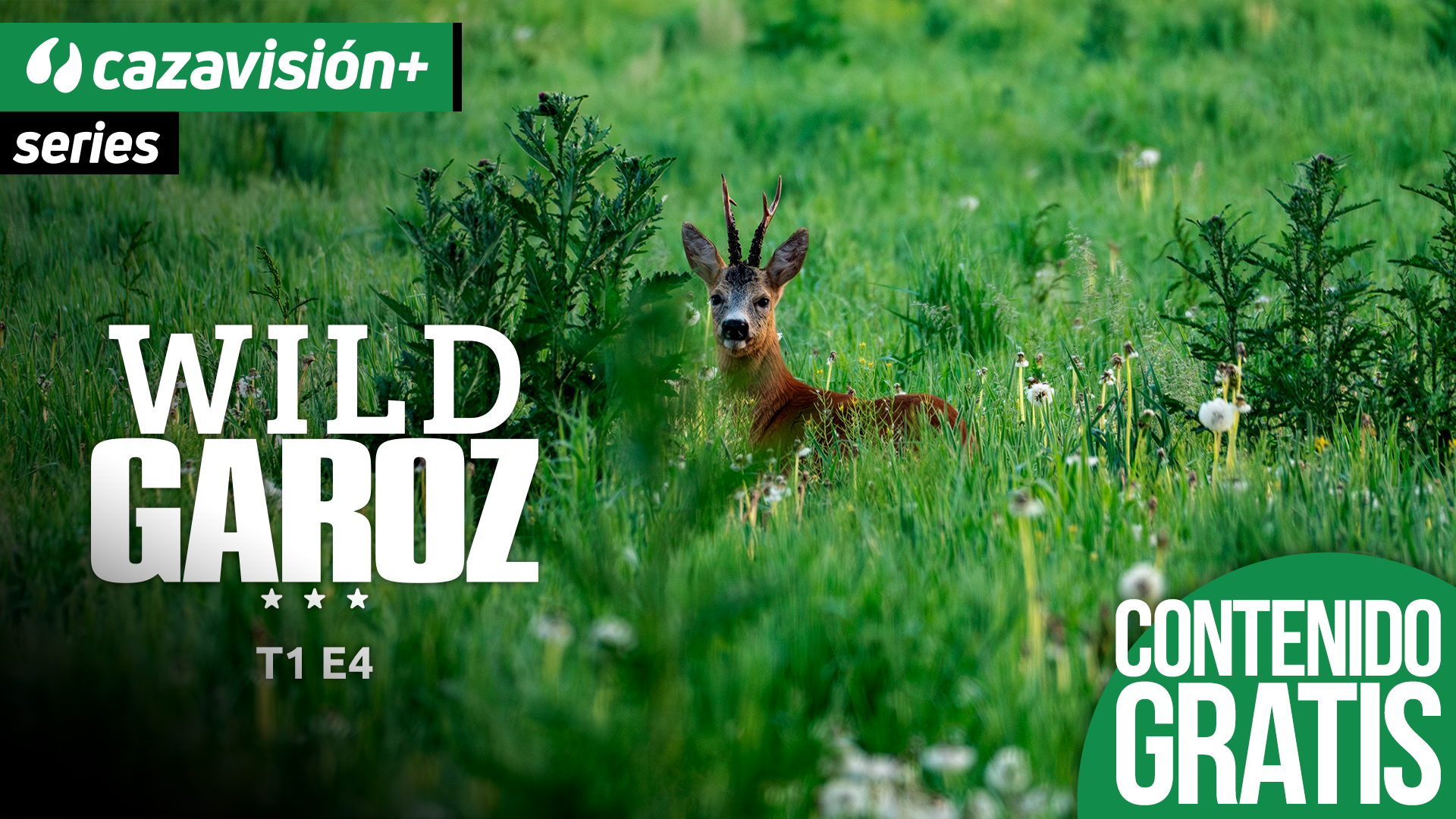 El fallo es parte del cazador