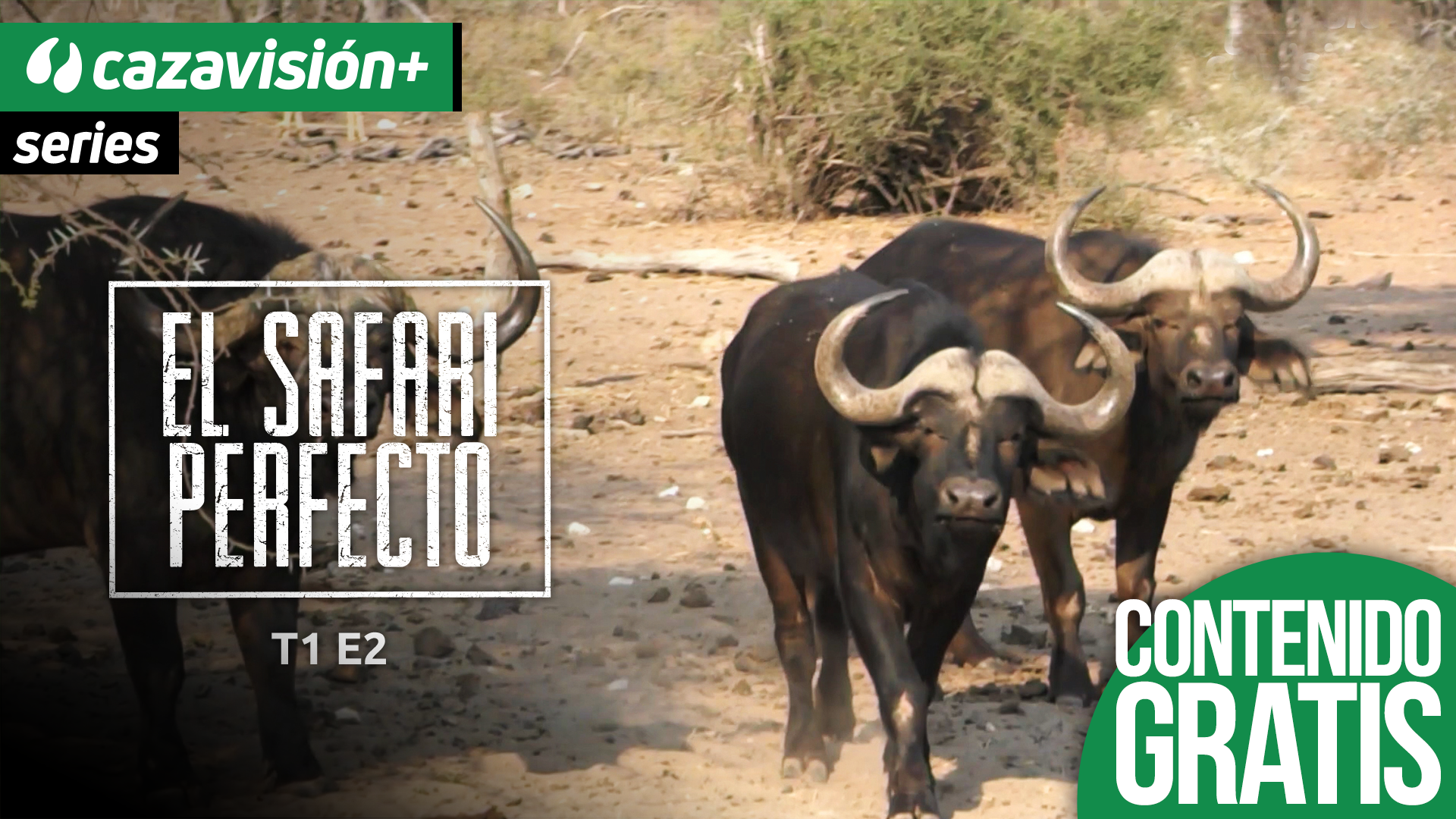 Búfalo. Segunda parte