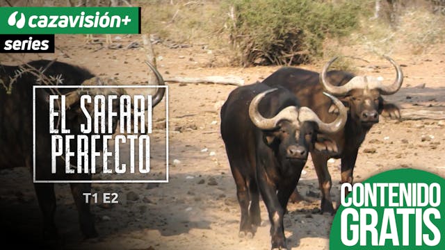 Búfalo. Segunda parte