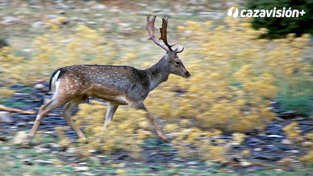 Gamos y venados en Sierra Morena