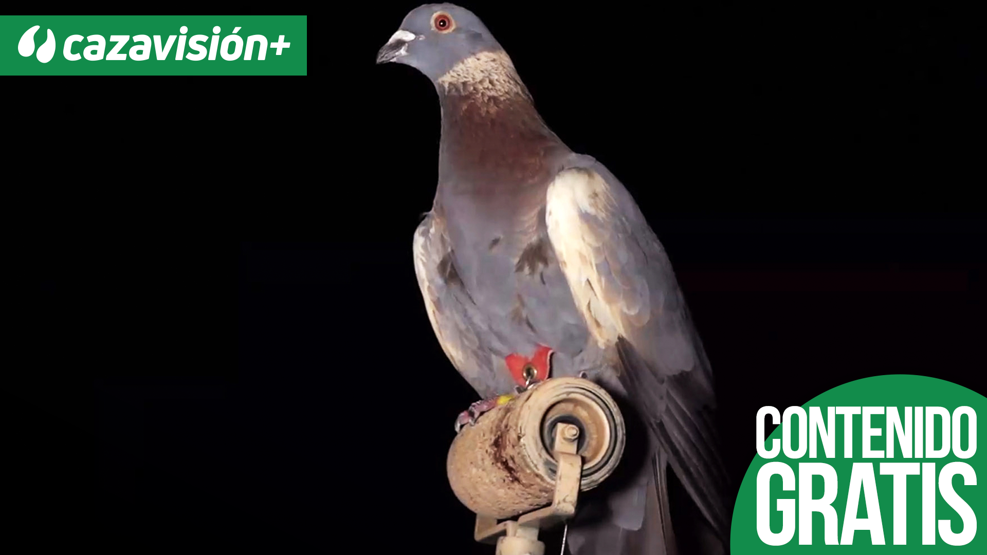 Cimbeleros de la cumbre