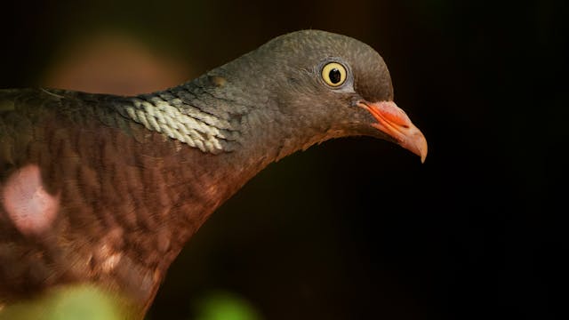 Paloma torcaz, cimbeles a cielo abierto