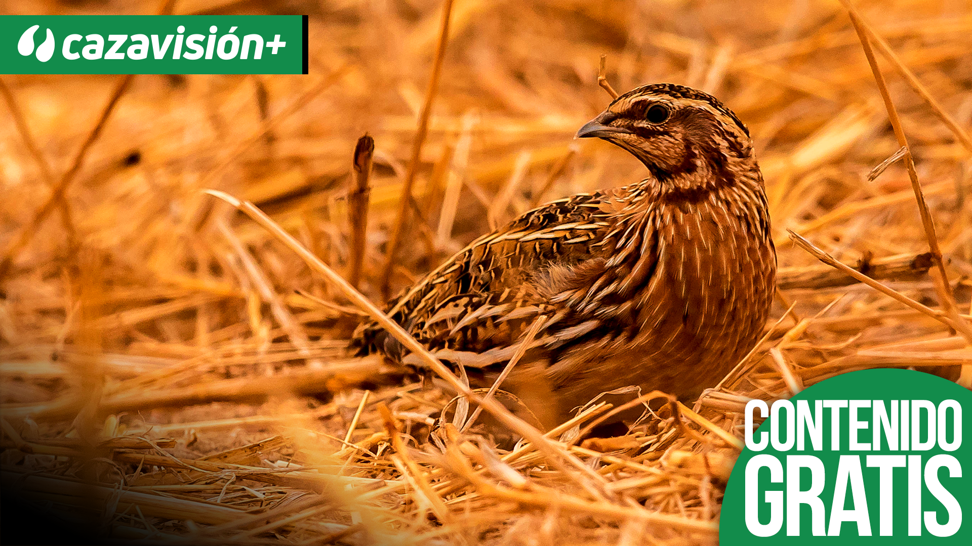 Africanas y Azulonas en Albacete
