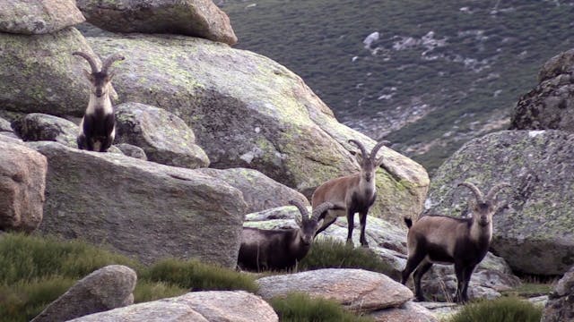 De Abu Dhabi a Gredos