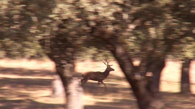De montería en Dehesa de los Pedroches