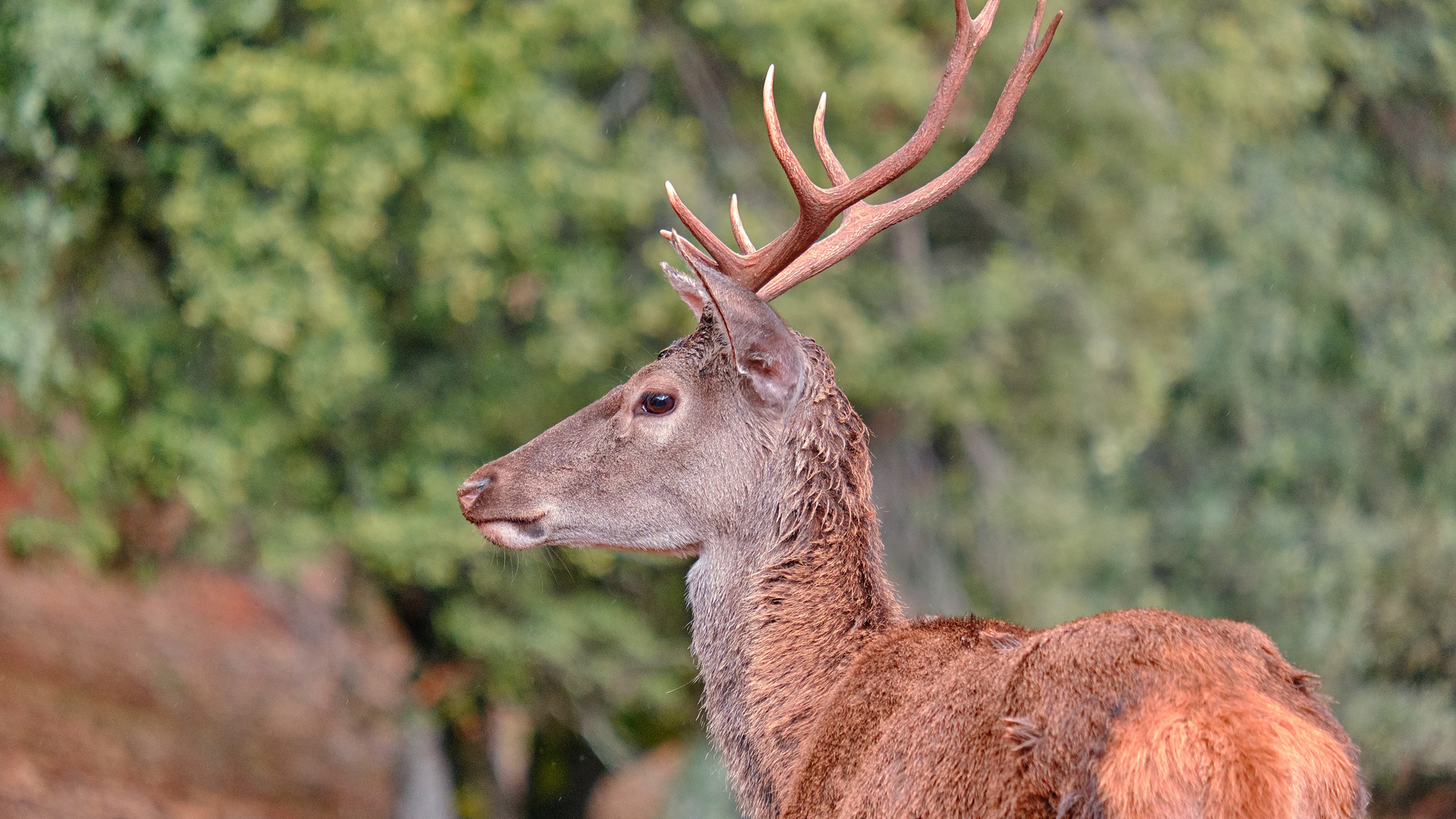 Gran montería de venados en El Capricho