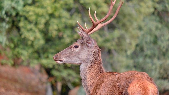 Gran montería de venados en El Capricho