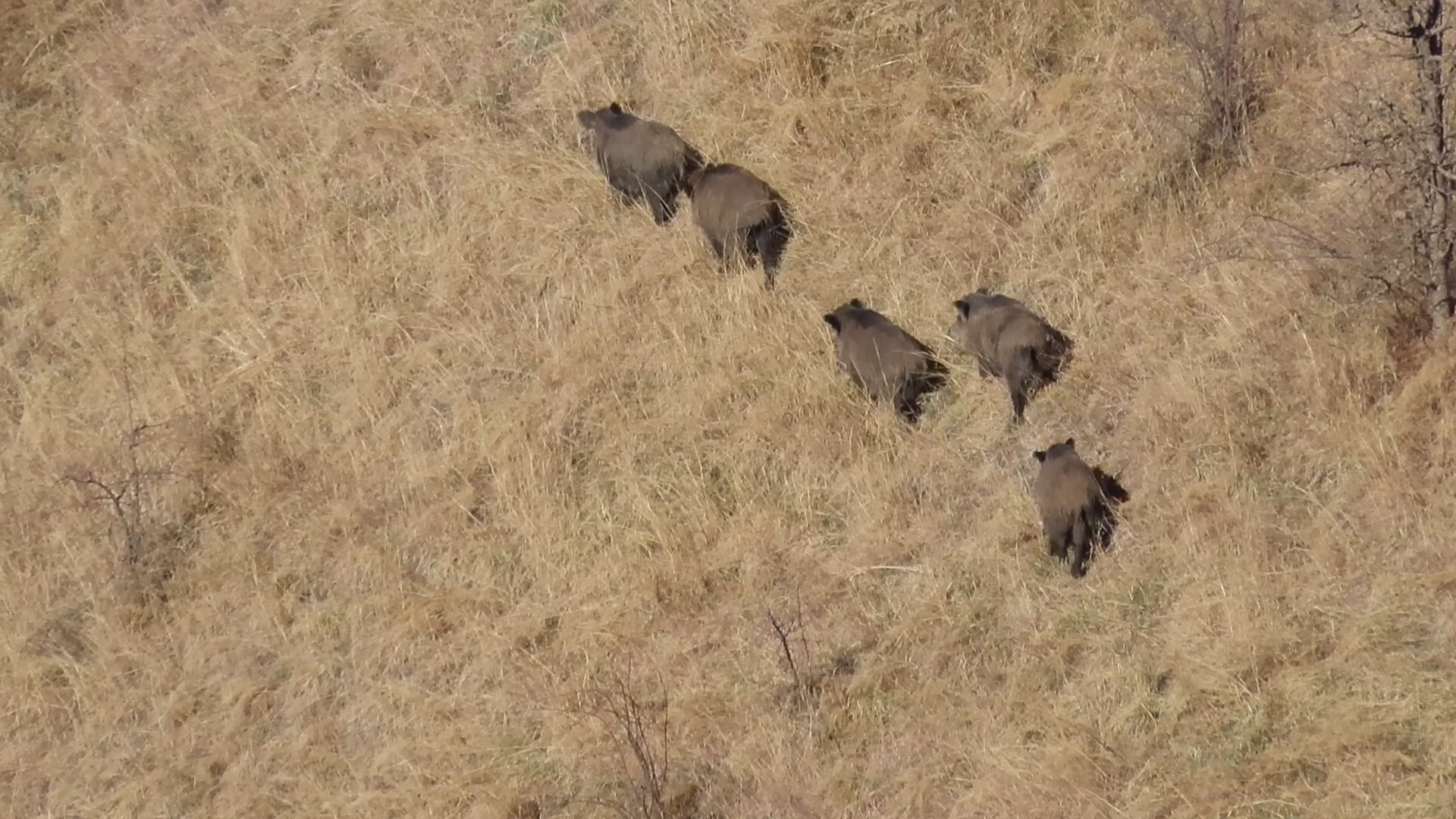 Tayikistán. Última frontera de jabalíes colmilludos 6