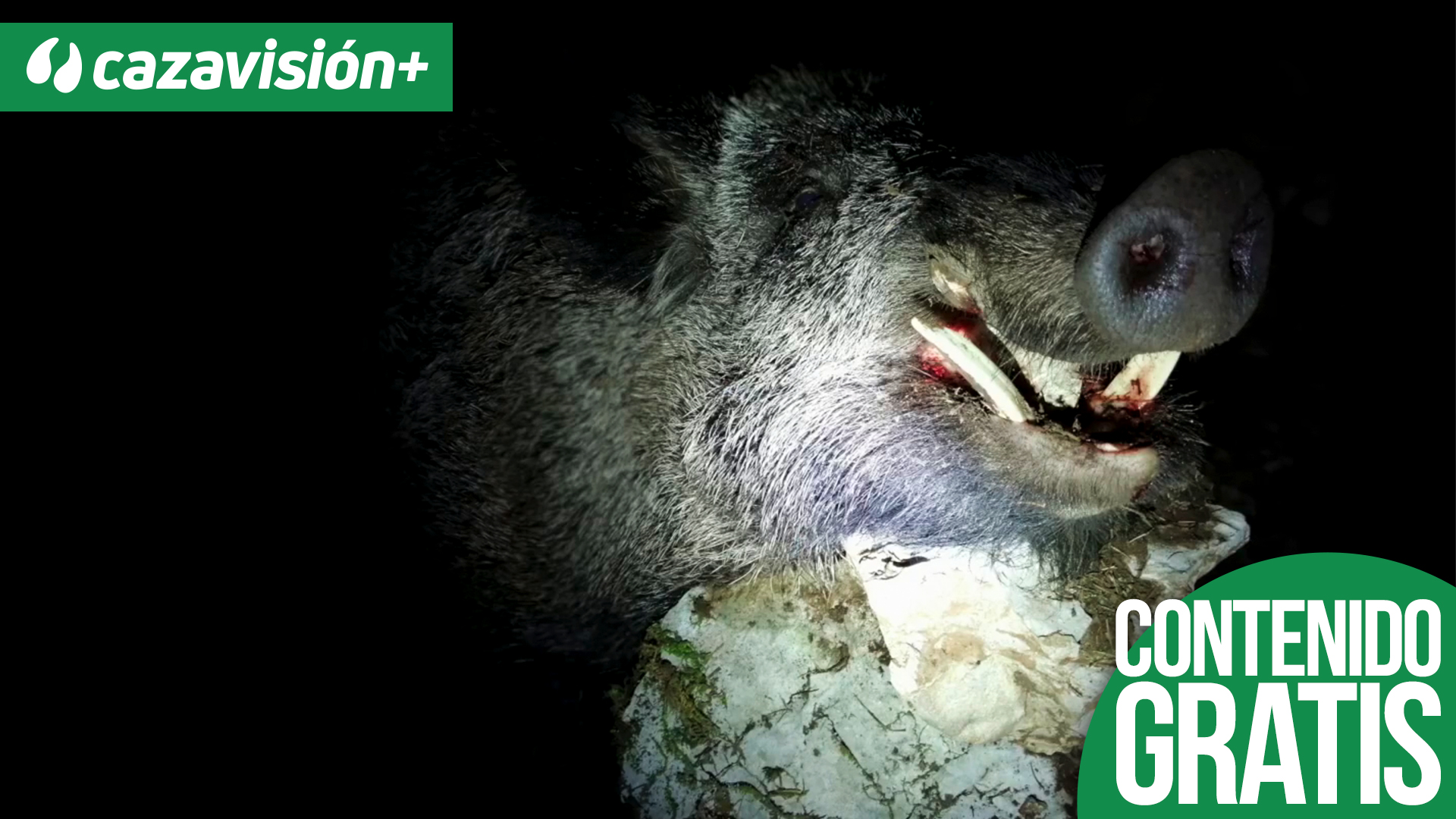 Los descomunales jabalíes turcos. En batidas y esperas