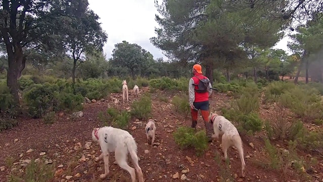 Montería de venados y jabalíes en la Serranía de Cuenca