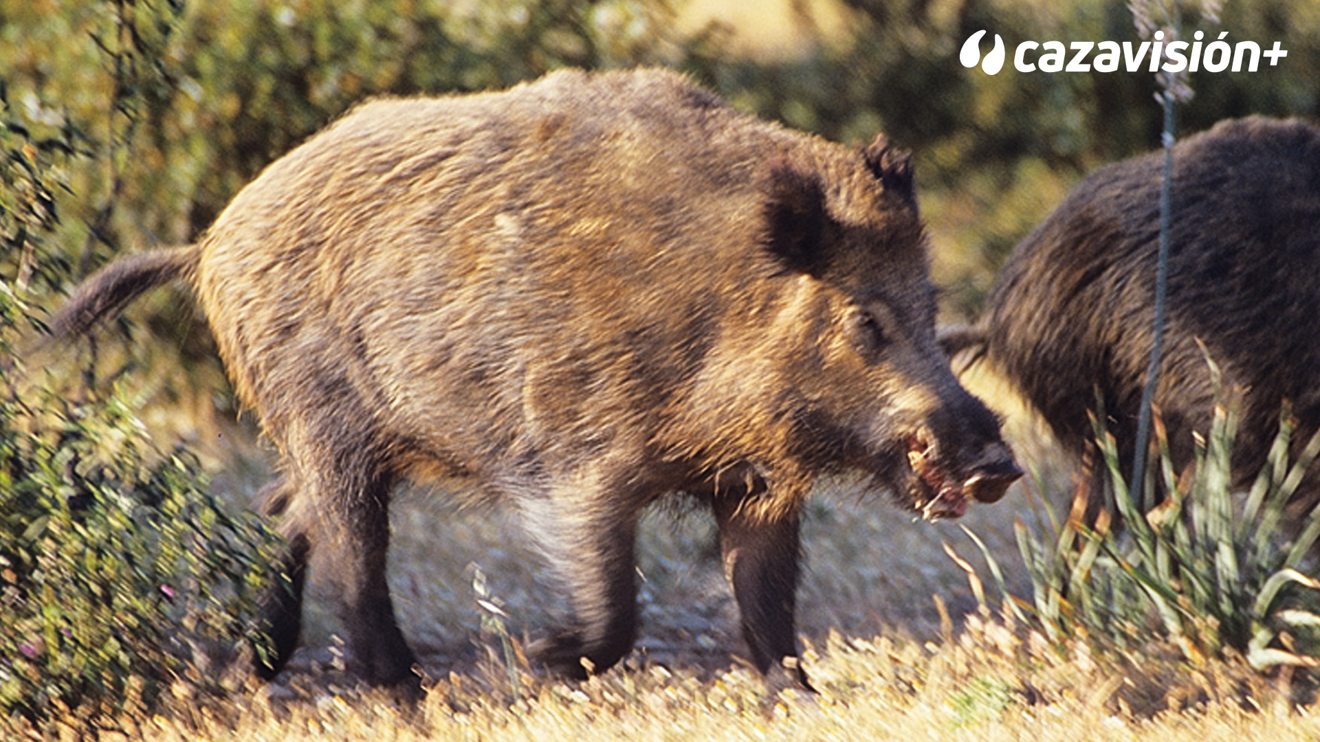 Montería de jabalíes en Torre Onofre
