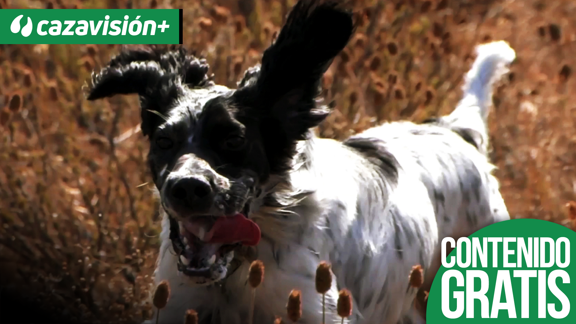 Las muestras del Setter a pluma