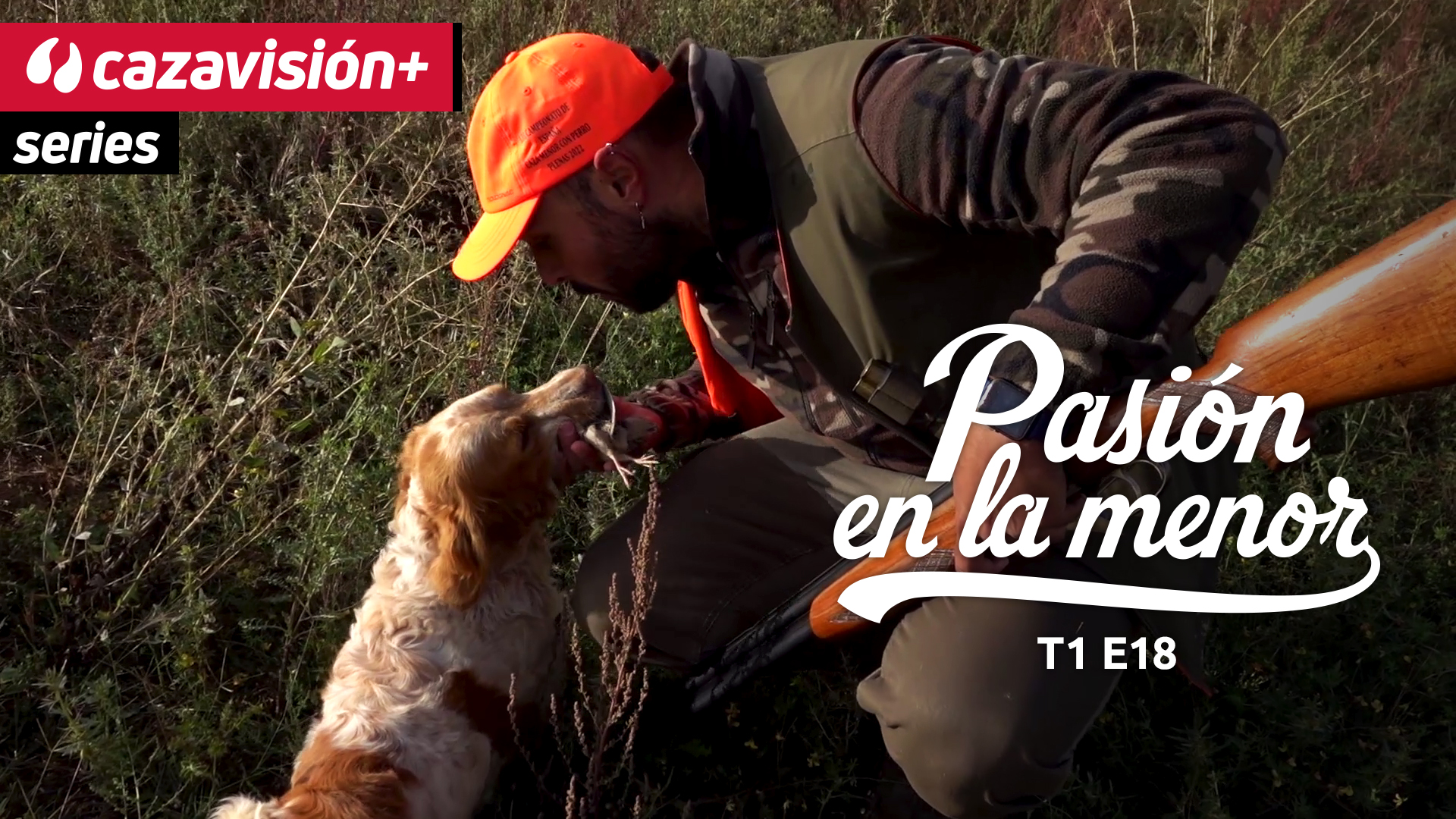 Codornices en tierra de Campos