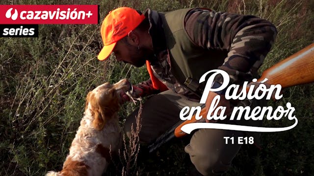 Codornices en tierra de Campos