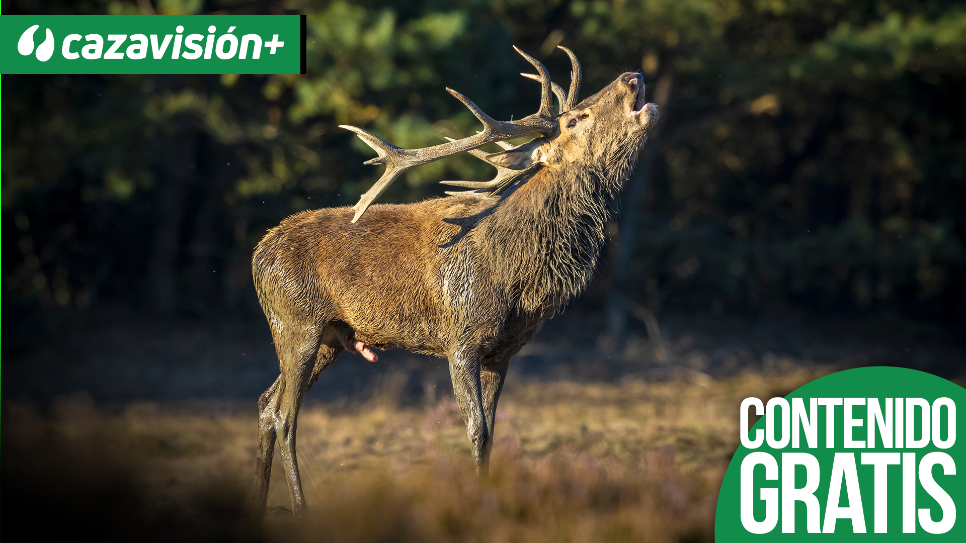 La brama entre las Villuercas y la sierra de San Pedro