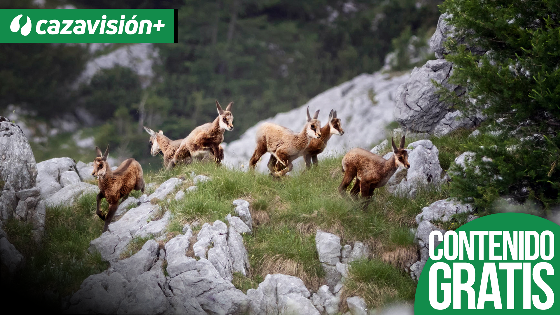 Sarrios, gestión y caza en Freser Setcases