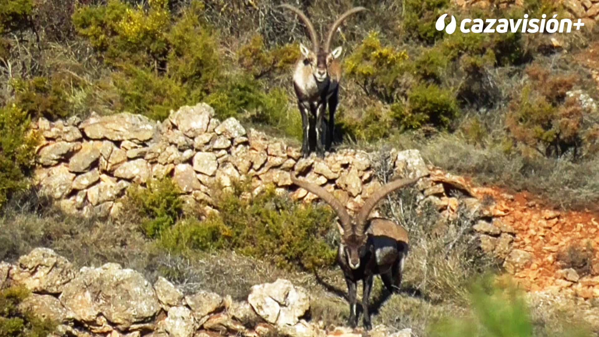 Cabra hispánica y muflón en Valencia