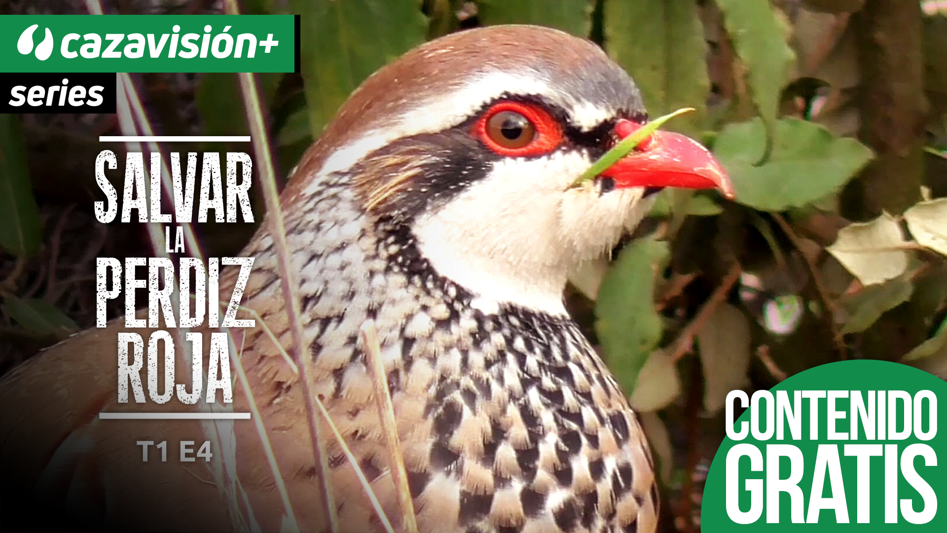 PROYECTO: Salvar la perdiz roja. Caza en mano y con perro de muestra.