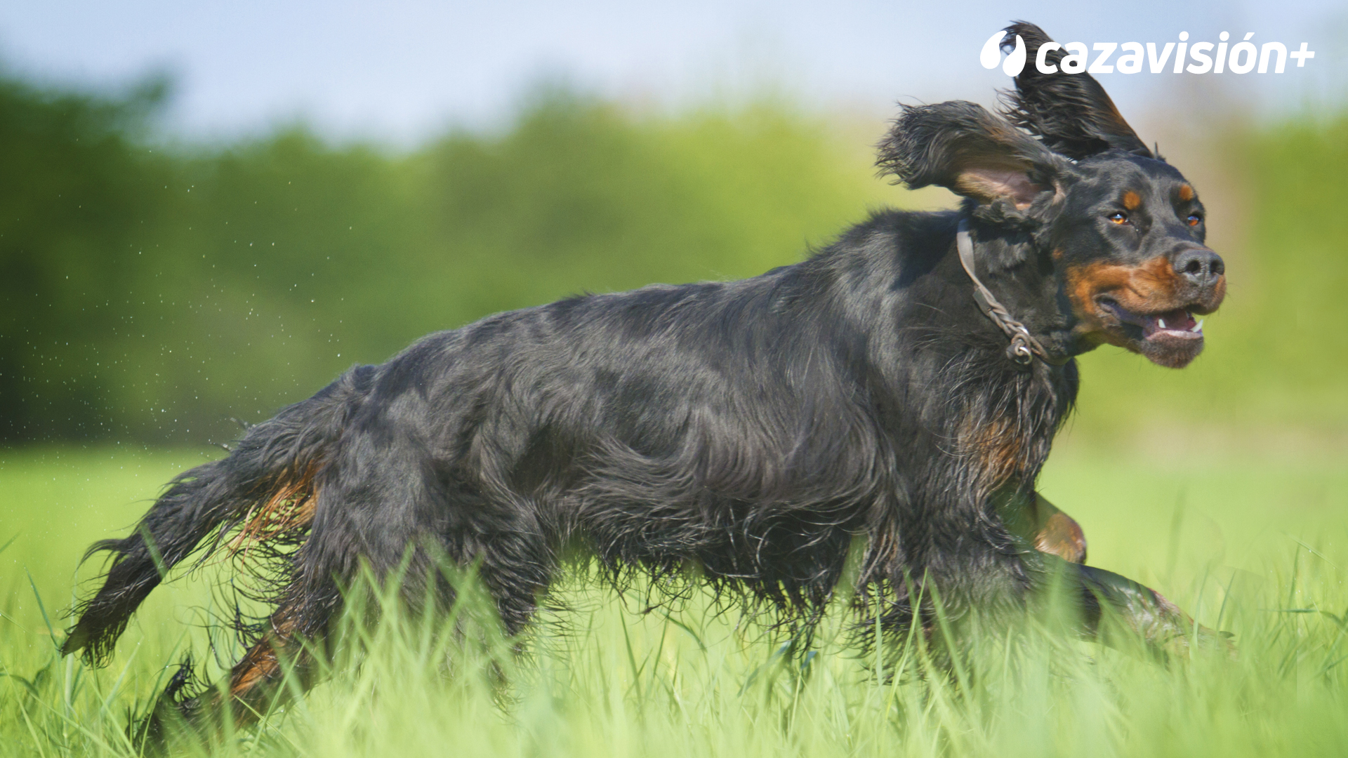 Razas continentales y británicas: Setter Gordon