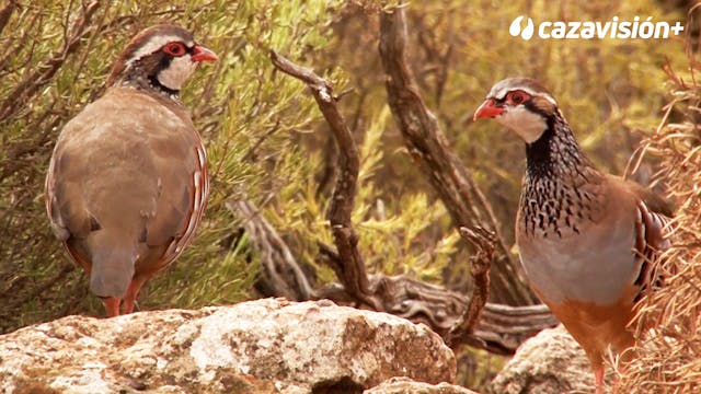 En mano y en ojeo a las perdices en S...