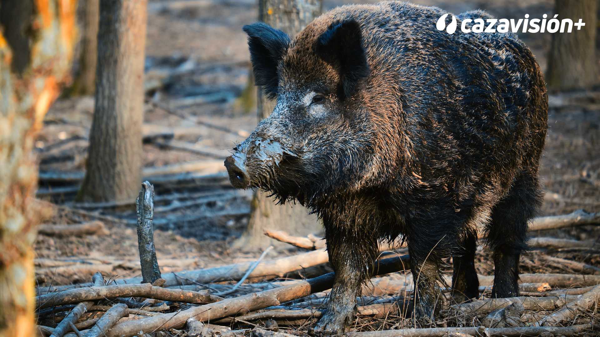 Los jabalíes de la provincia de Troya