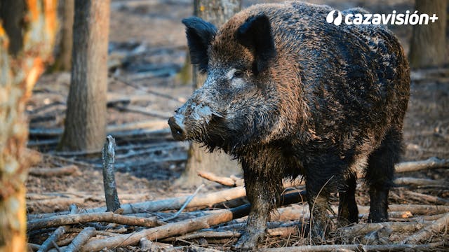 Los jabalíes de la provincia de Troya