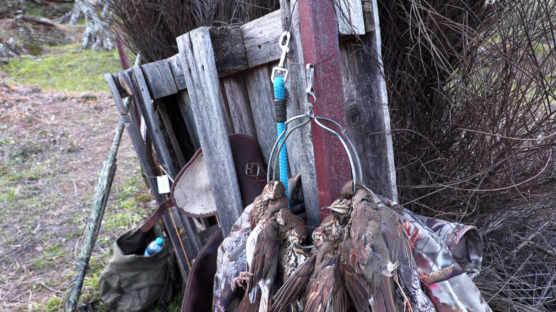 Zorzales sobre Plasencia