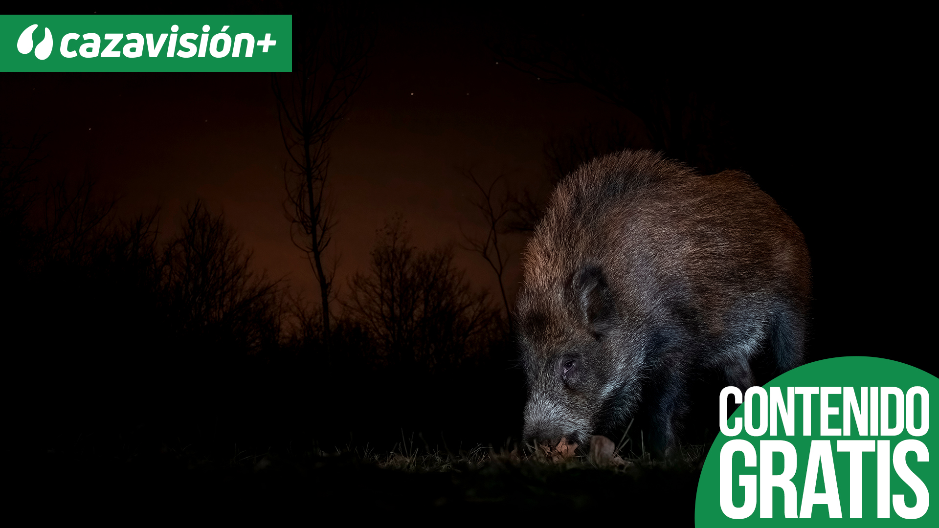 Esperas nocturnas de jabalíes en Portugal