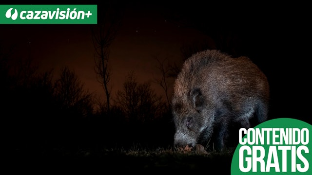 Esperas nocturnas de jabalíes en Portugal