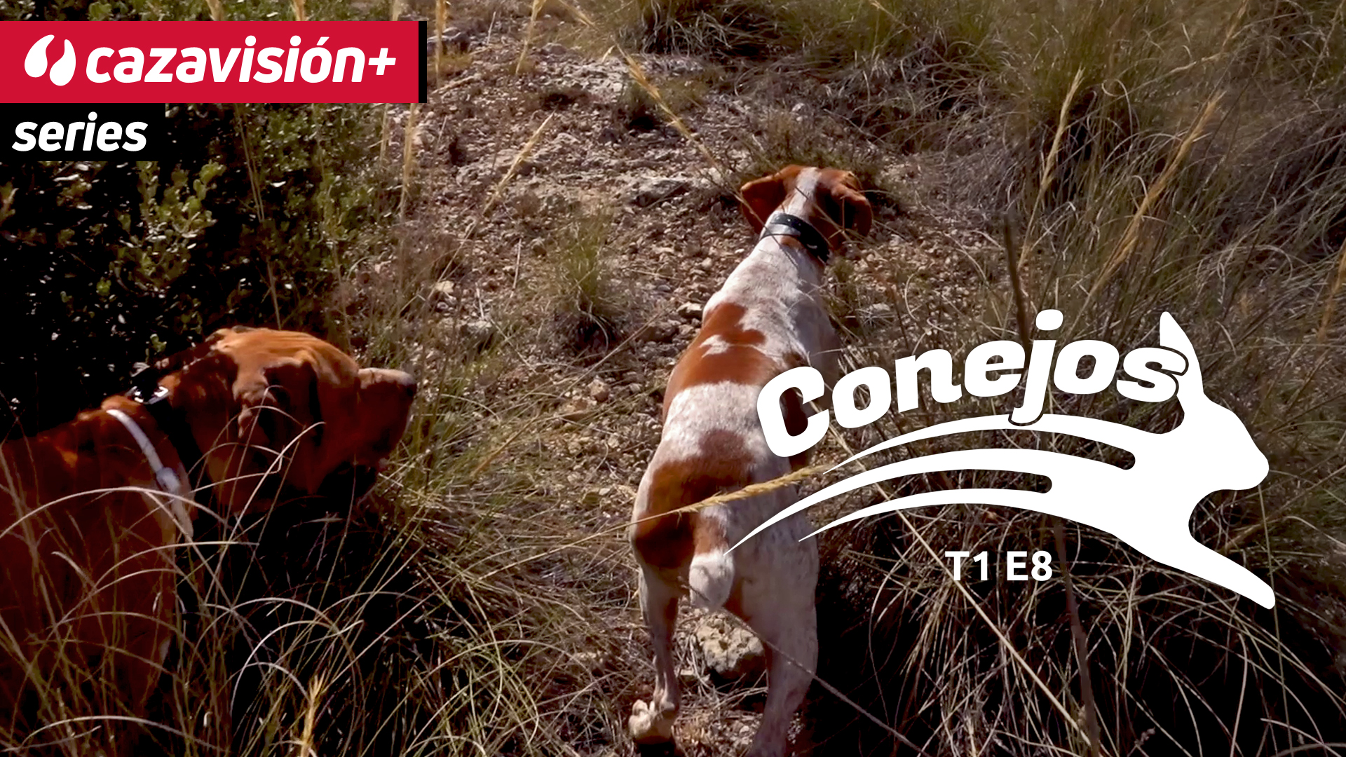 Conejos de Cenizate con perros de muestra