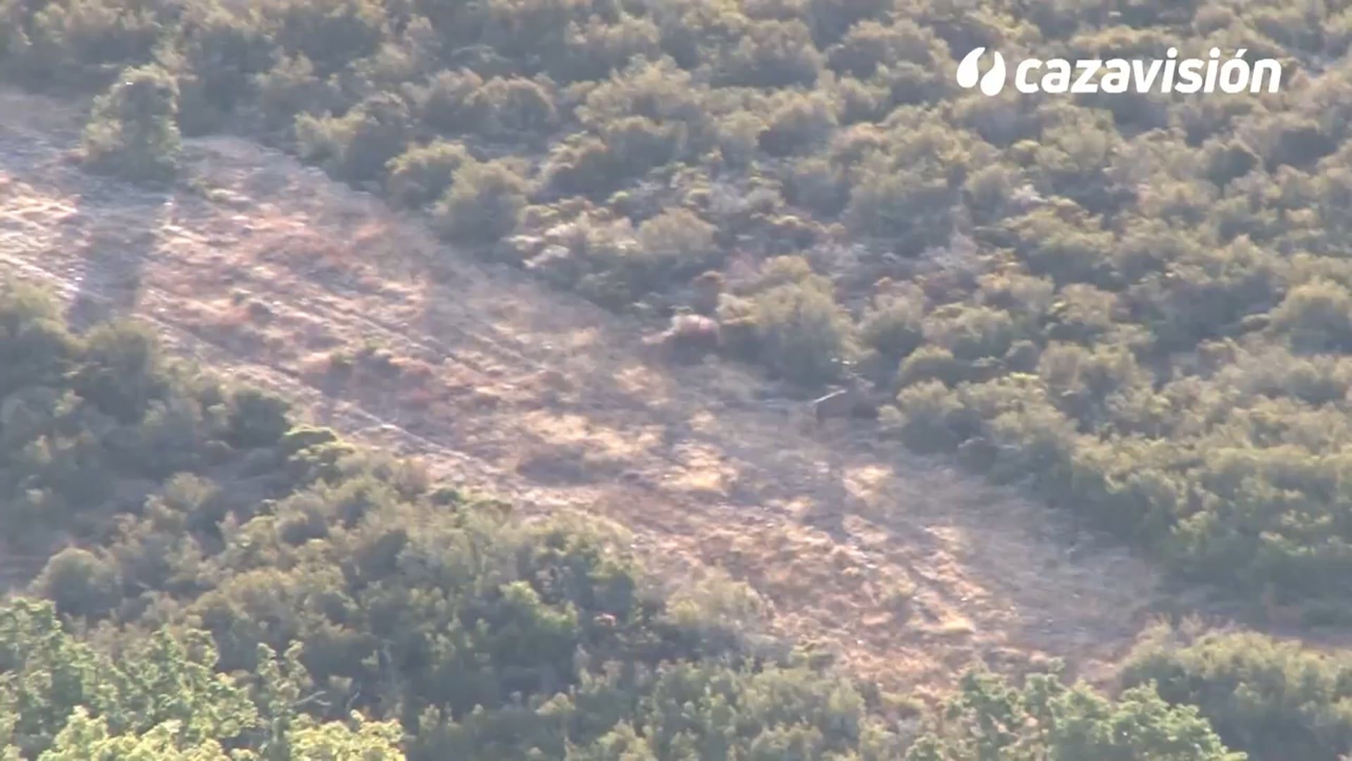 Sierra de la Culebra, el poder de la berrea
