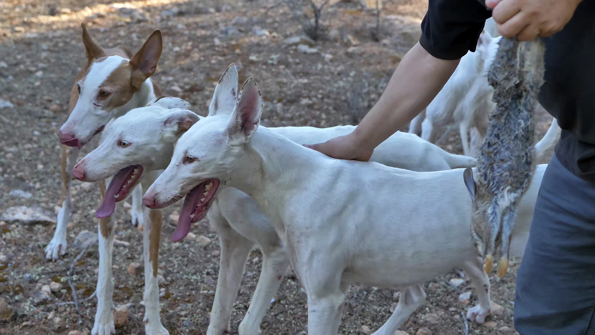 Ibicencos en Mallorca
