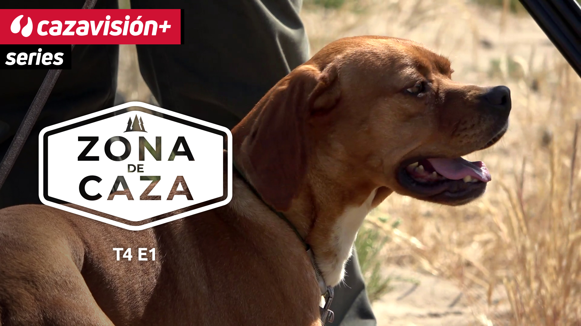 El perdiguero portugués