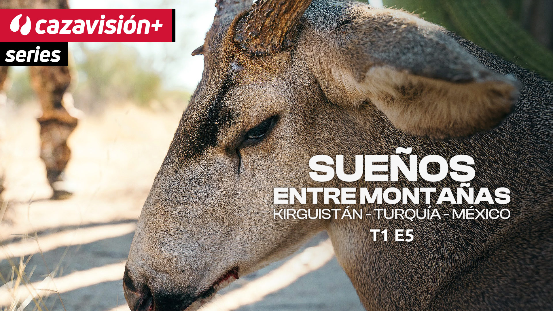 Sonora, un desierto desconocido