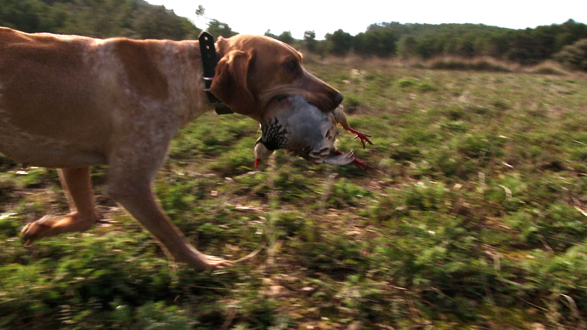 A la menor en Sierra de Mariola