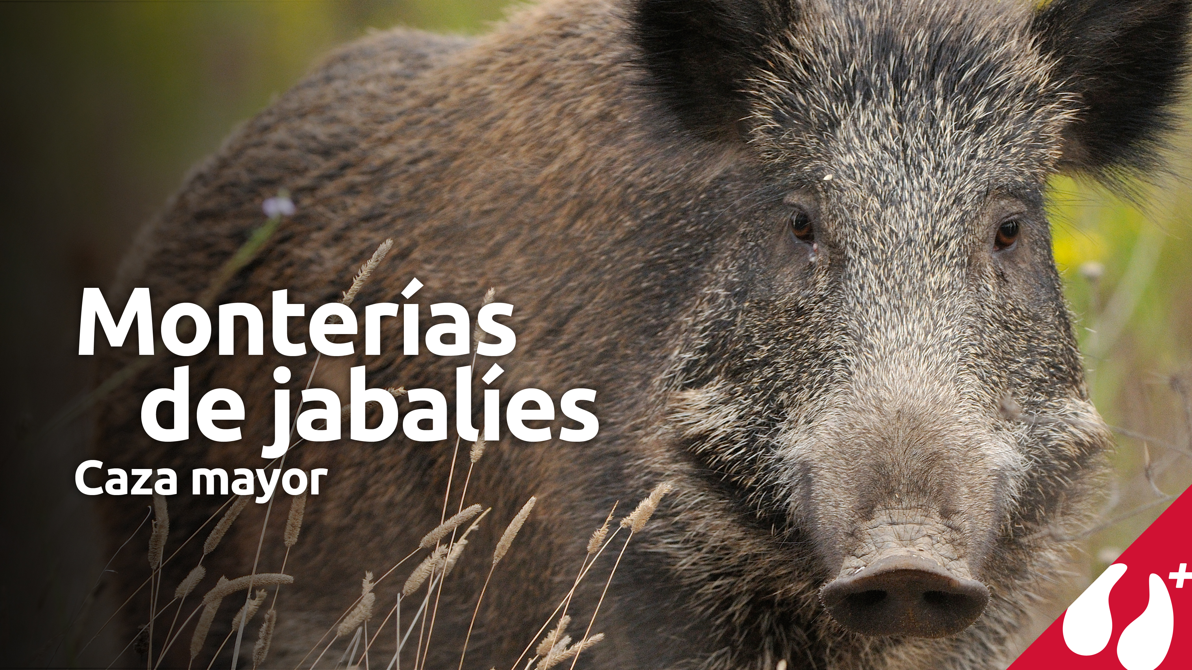 Monterías de jabalíes