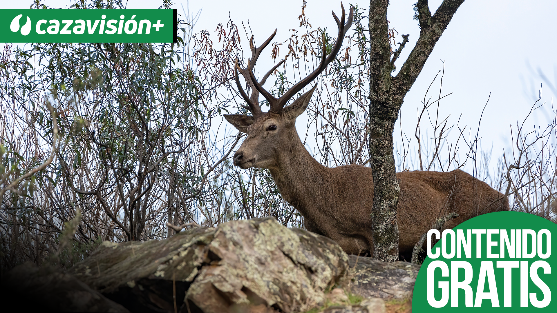 Monteando los venados en la Raya Portuguesa