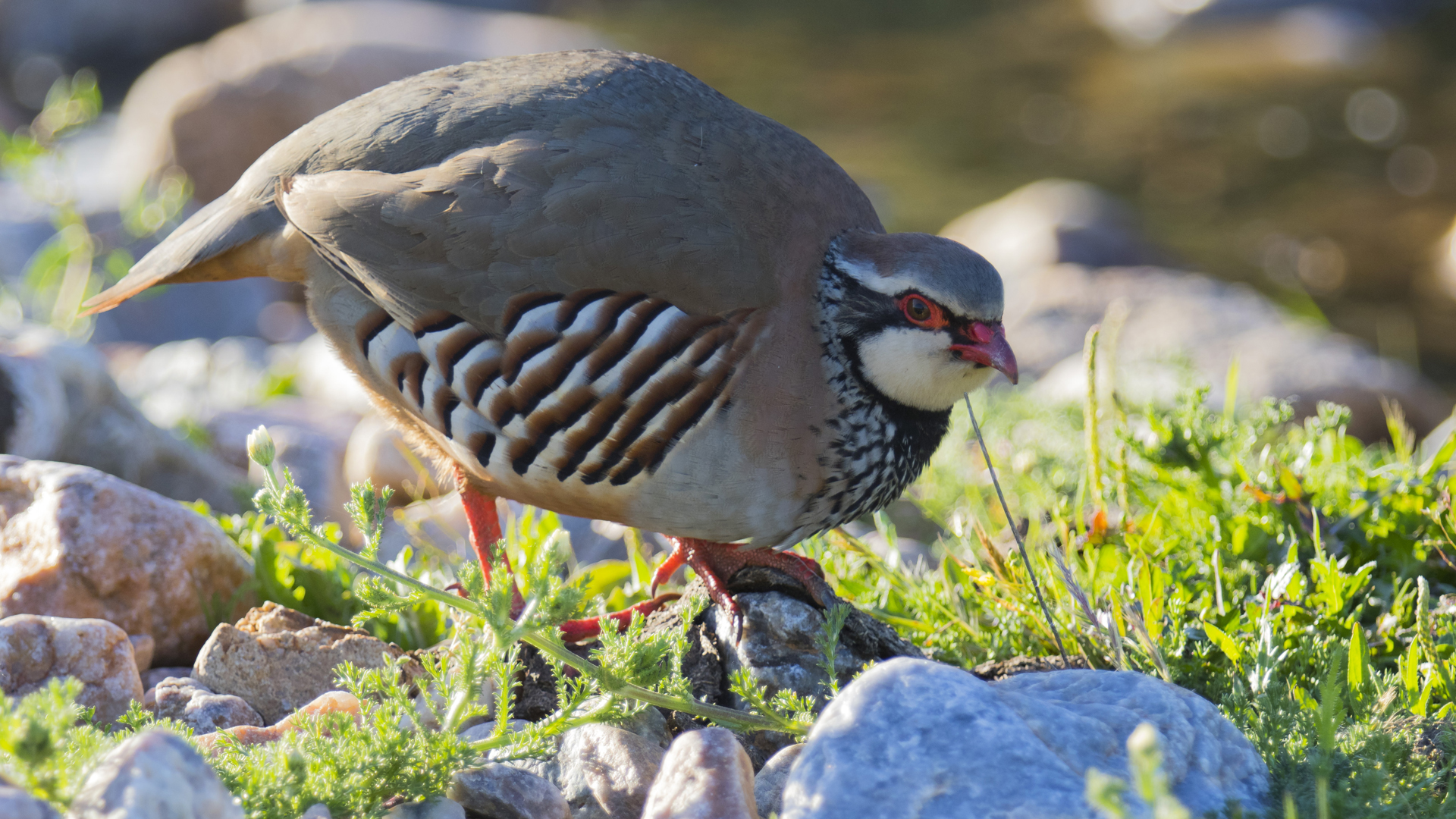 Perdices en la sierra de Buñol