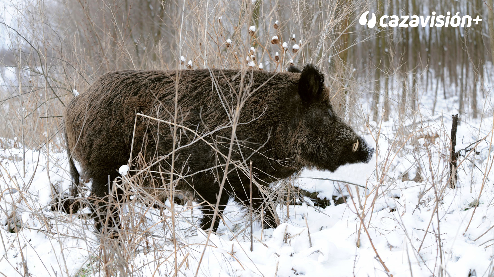 Batidas invernales a los cochinos en Bulgaria