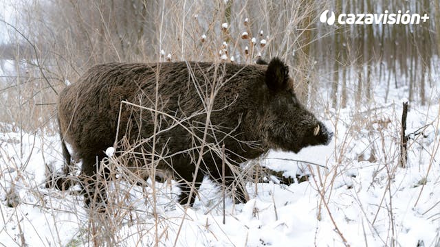 Batidas invernales a los cochinos en ...