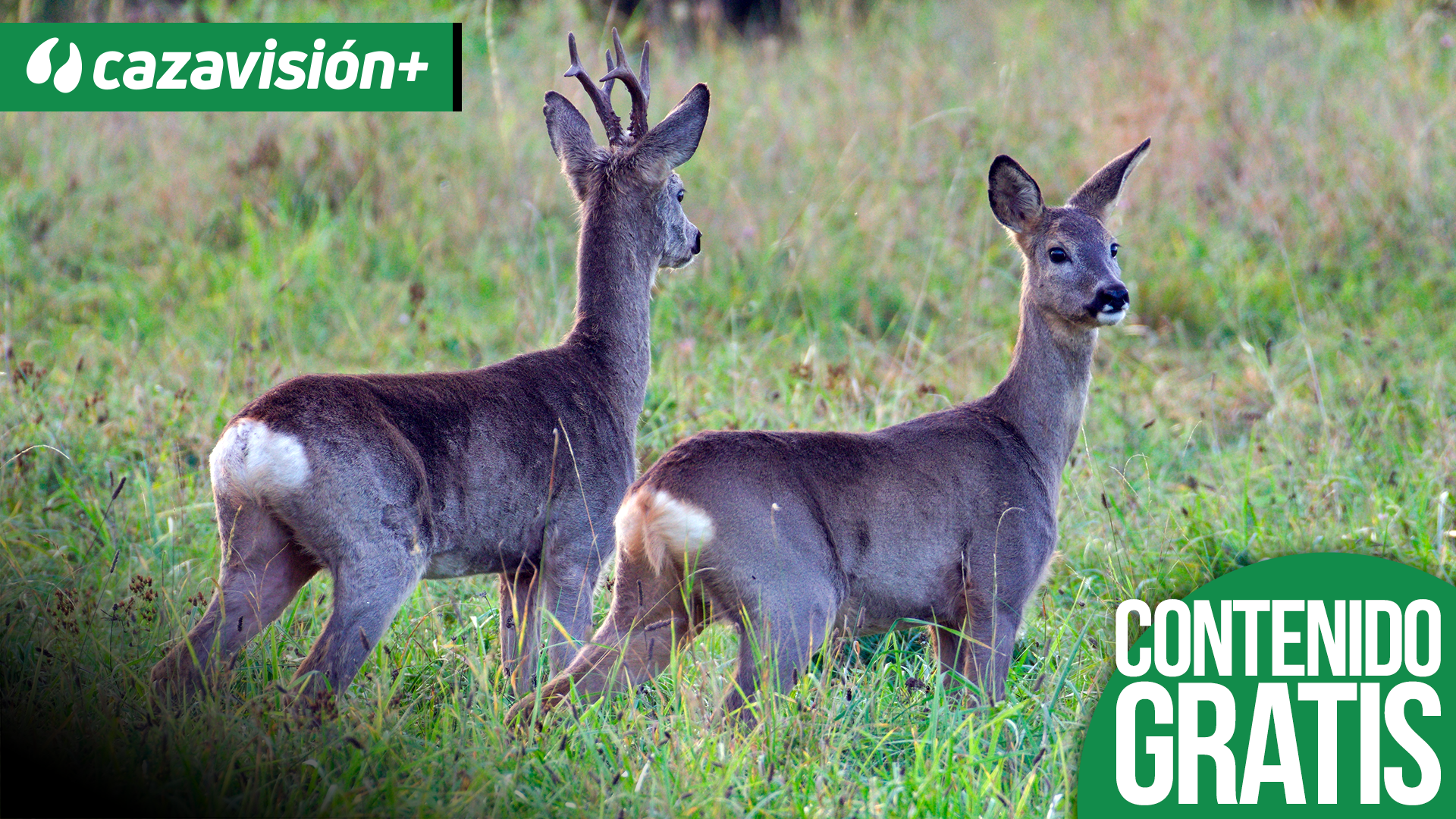 Corzos, el cuarto factor