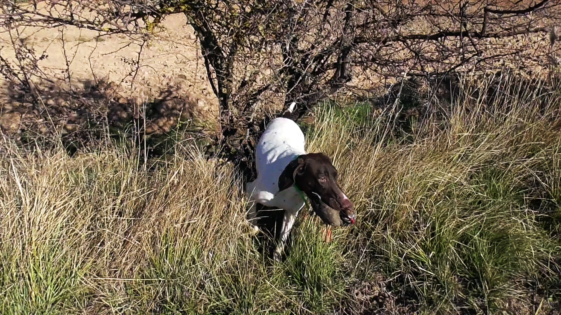 Cuadrillas perdiceras 4