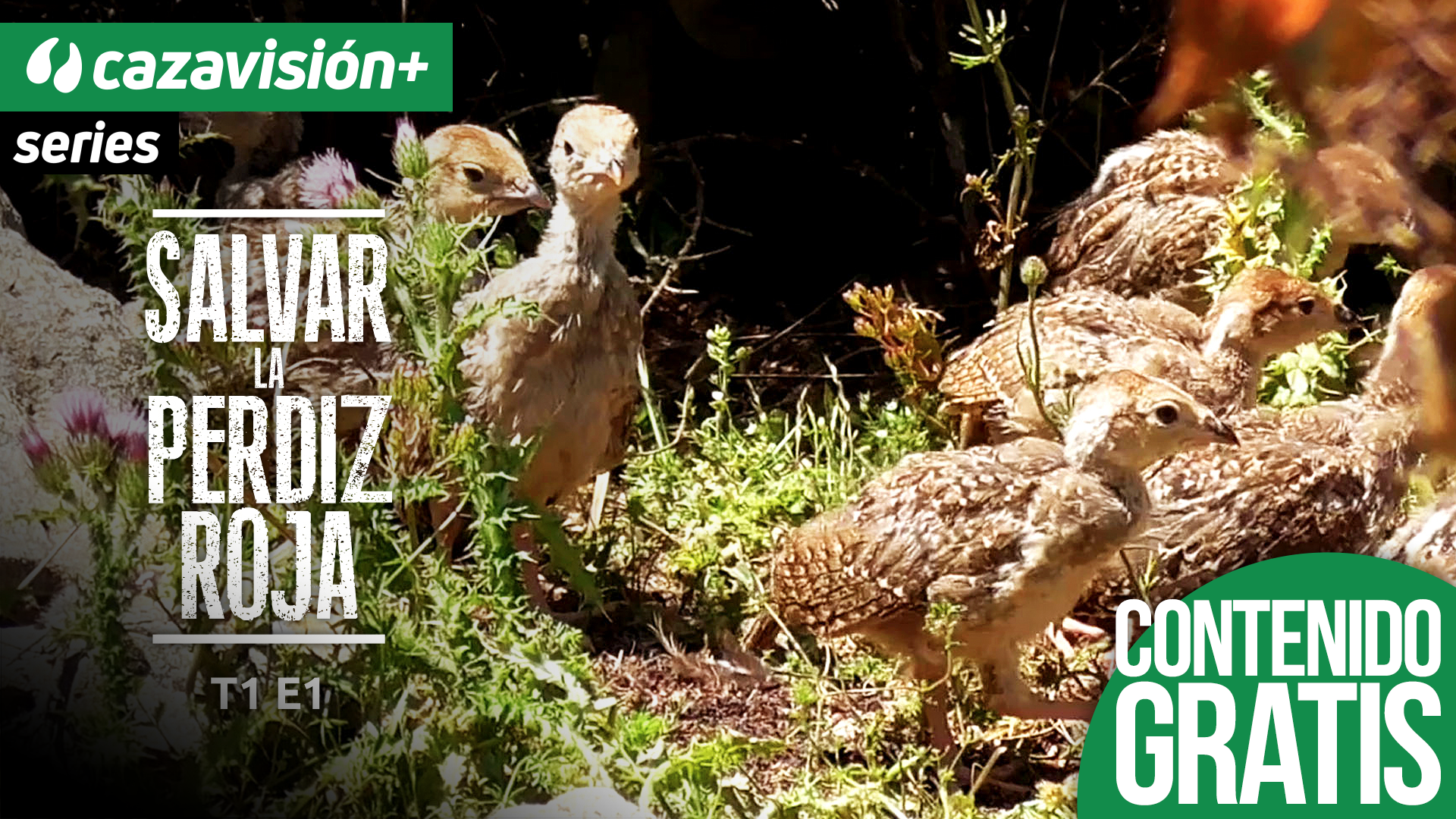 PROYECTO: Salvar la perdiz roja. La cría y suelta temprana