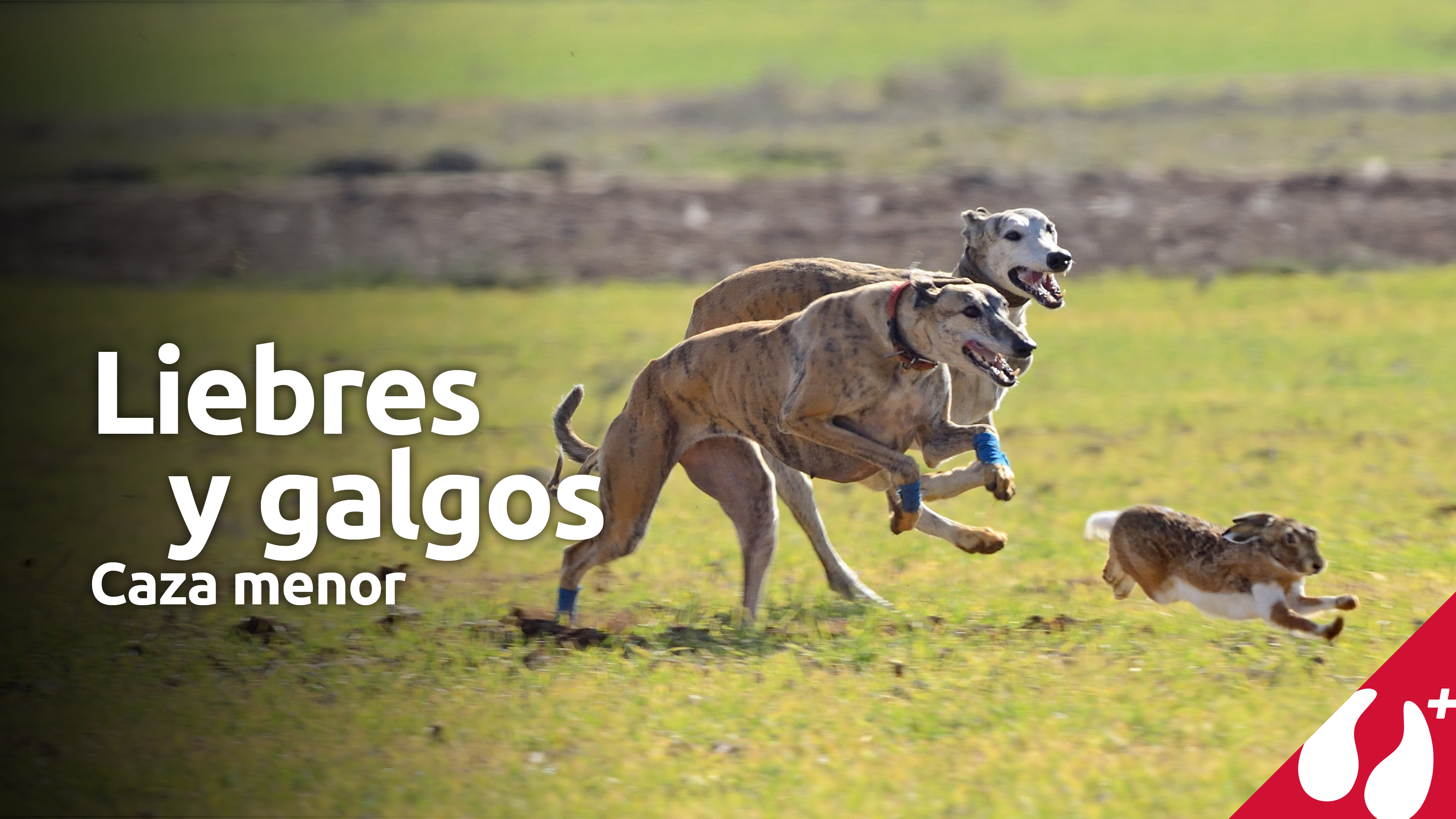 Liebres y galgos