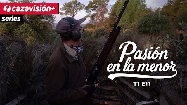 Torcaces entre robles y encinas