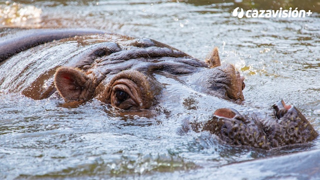 Hipopótamos en Sudáfrica, la caza del titán acuático