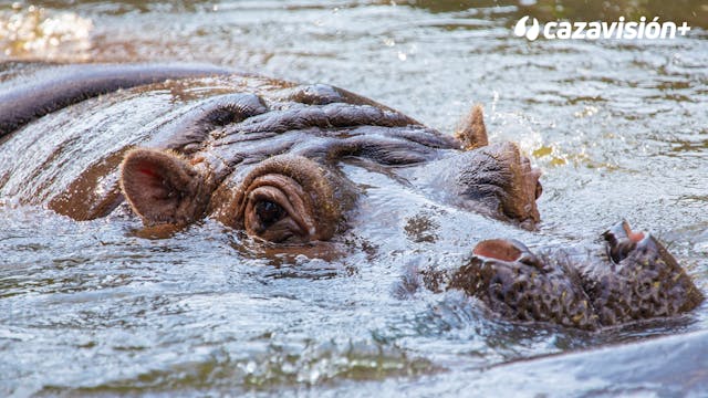 Hipopótamos en Sudáfrica, la caza del...