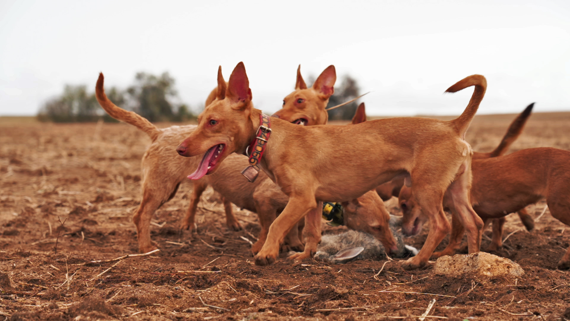 Conociendo a los manetos