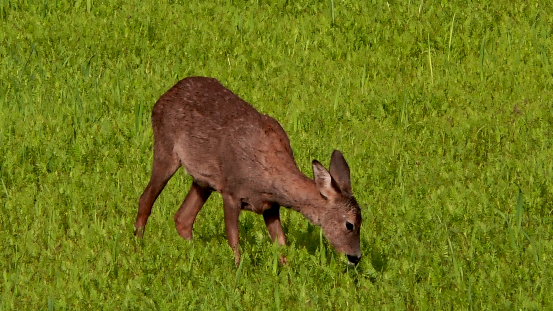 Control de corzos. Depuración de la carne antes de su consumo
