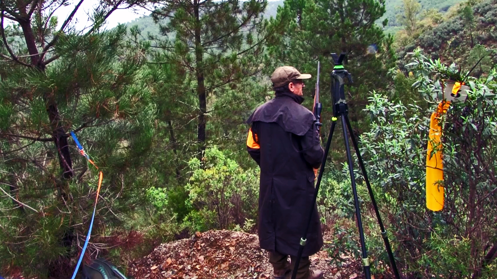Jabalíes en La Peña